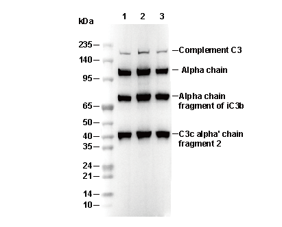 C3 Antibody