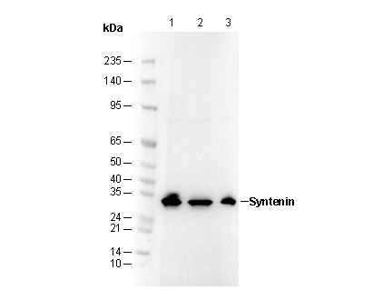 Syntenin Antibody
