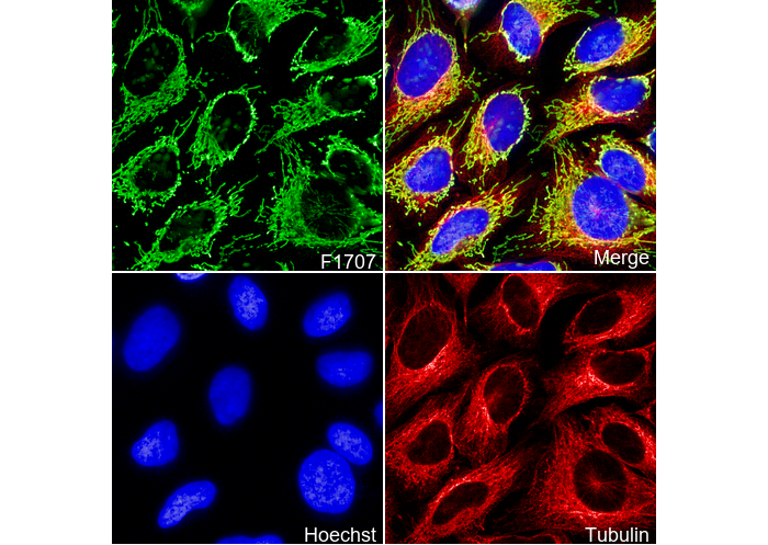 Mitochondria Antibody