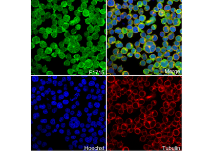 pro Caspase3 Antibody