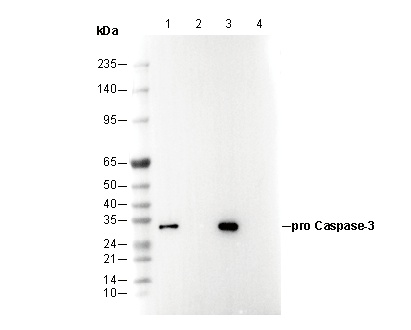 pro Caspase3 Antibody