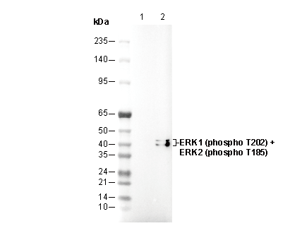 Phospho-ERK1/ERK2 (T202/185) Antibody