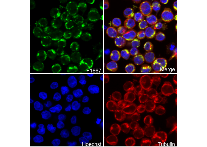TICAM-1(TRIF) Antibody