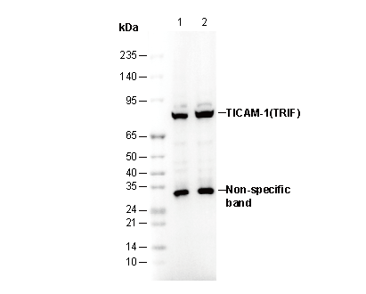 TICAM-1(TRIF) Antibody