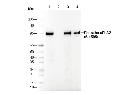 Phospho-cPLA2 (Ser505) Antibody