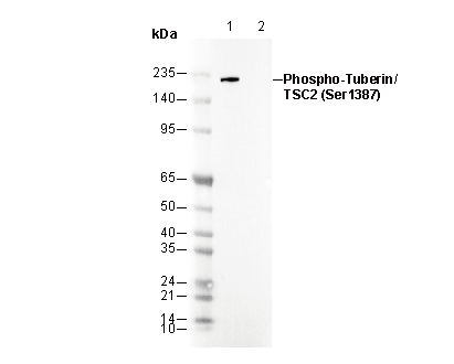 Phospho-Tuberin/TSC2 (Ser1387) Antibody