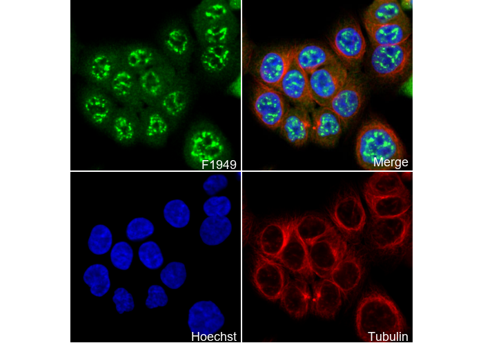 Phospho-cdc25C (Thr48) Antibody