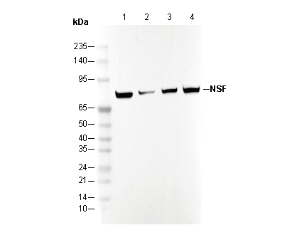 NSF Antibody