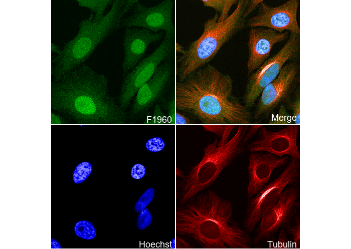 HMGN2 Antibody