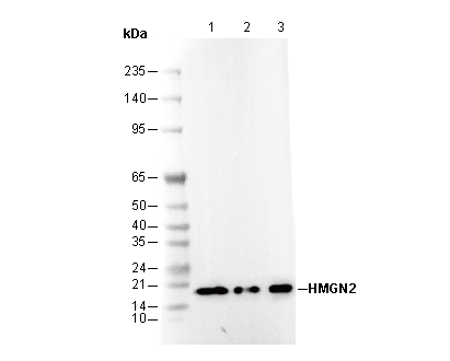 HMGN2 Antibody