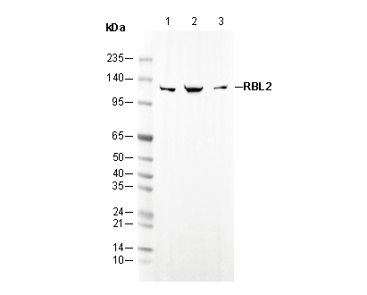 RBL2 Antibody