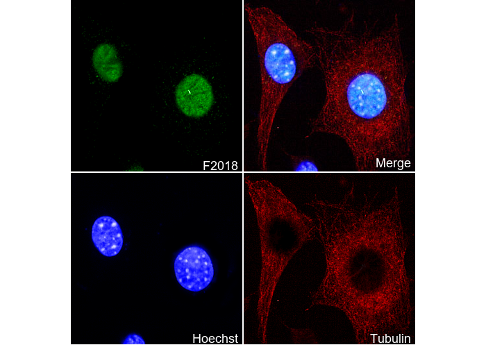 p53 (acetyl Lys370) Antibody