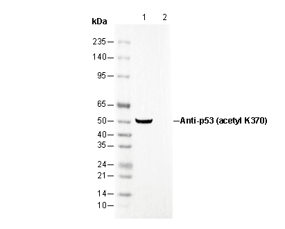 p53 (acetyl Lys370) Antibody