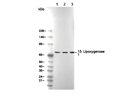 15 Lipoxygenase 1 Antibody