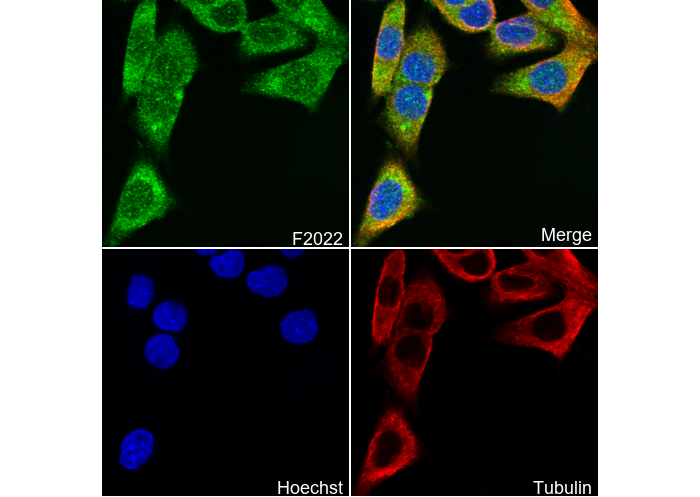 α/β Synuclein Antibody