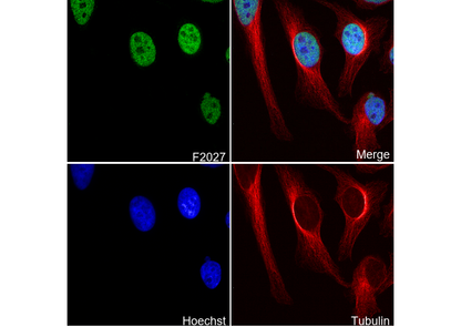 DGCR8 Antibody