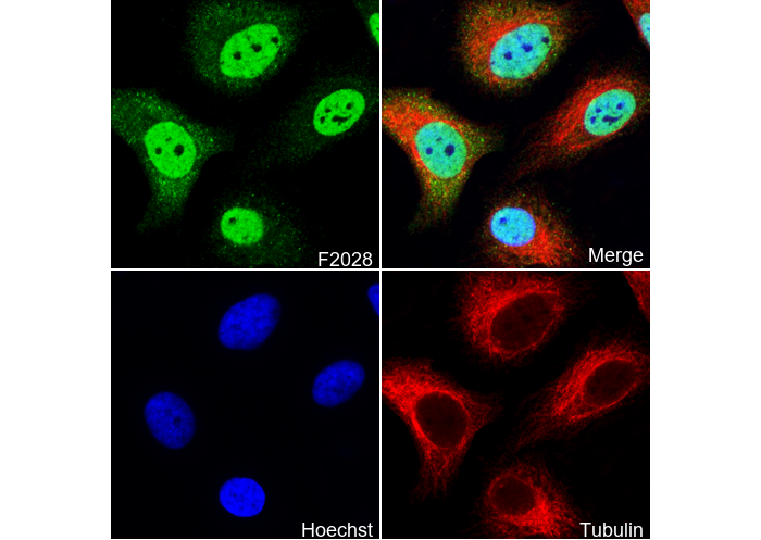 CUG-BP1 Antibody