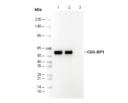 CUG-BP1 Antibody