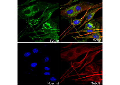 Junctional Adhesion Molecule 1/JAM-A Antibody