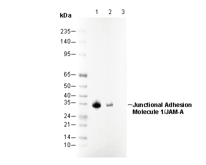 Junctional Adhesion Molecule 1/JAM-A Antibody