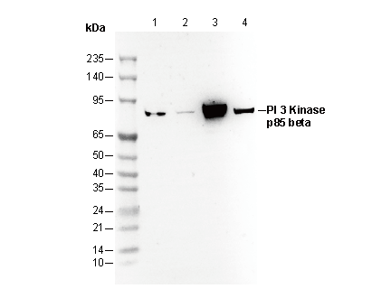 PI 3 Kinase p85 β Antibody