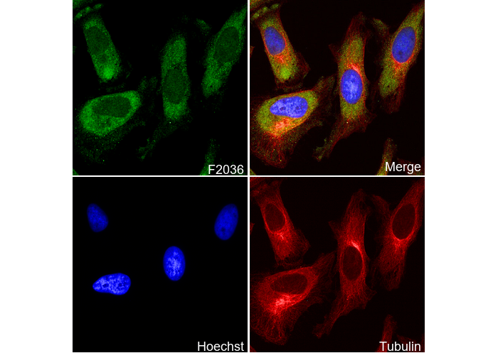 Laminin Receptor Antibody