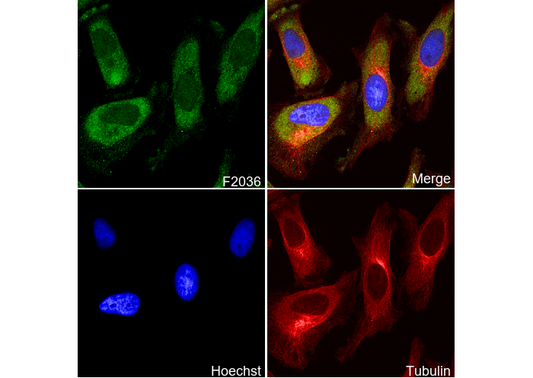 Laminin Receptor Antibody