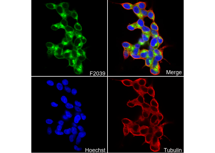 PRKAR2B Antibody