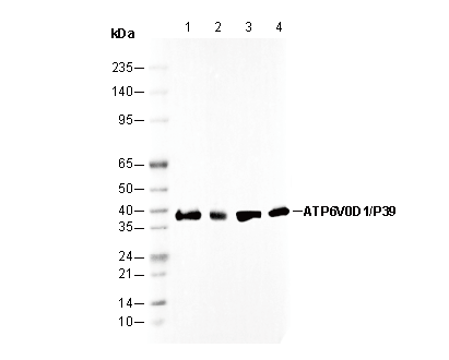 ATP6V0D1/P39 Antibody