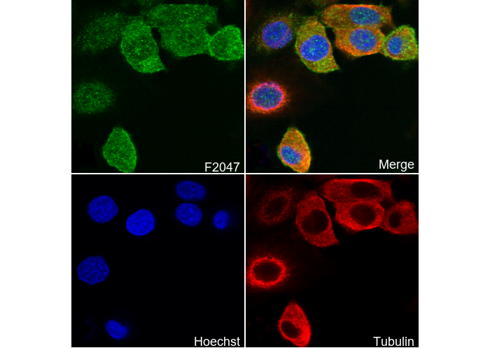 Cyclin B2/CCNB2 Antibody