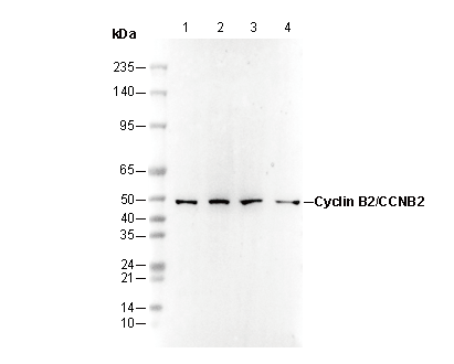Cyclin B2/CCNB2 Antibody