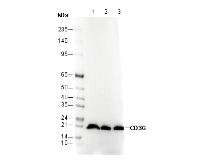 CD3G Antibody