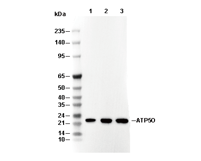 ATP5O Antibody