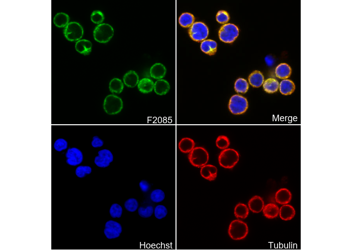CD4 Antibody