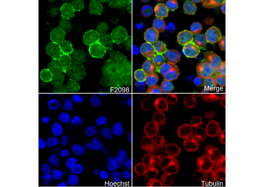 CD21 Antibody