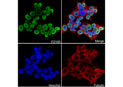 SC35 Antibody
