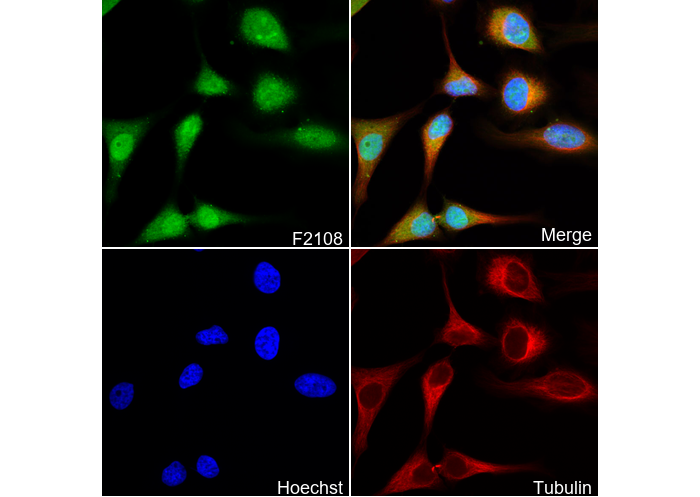 PPP1CB Antibody