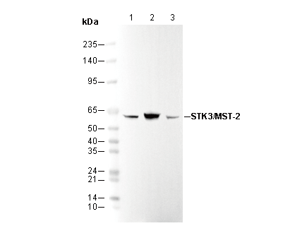 STK3/MST-2 Antibody