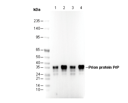Prion Antibody