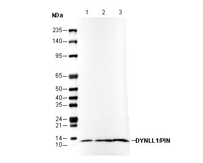 DYNLL1/PIN Antibody