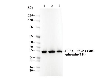 Phospho-CDK1/2/3 (Thr14) Antibody