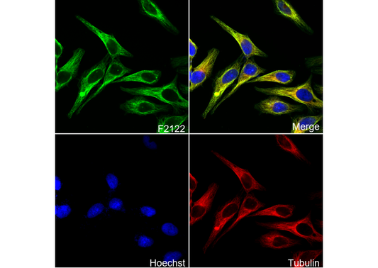 TLR4 Antibody
