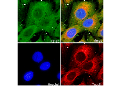 Transportin 1/MIP Antibody