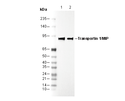 Transportin 1/MIP Antibody