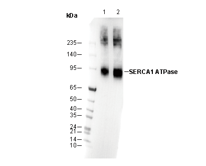 SERCA1 ATPase Antibody