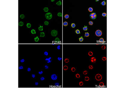 CD28 Antibody