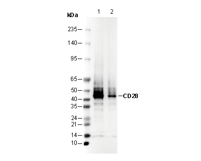CD28 Antibody