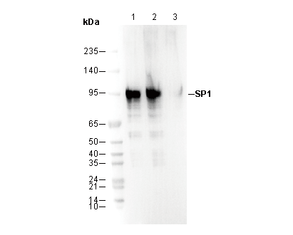SP1 Antibody