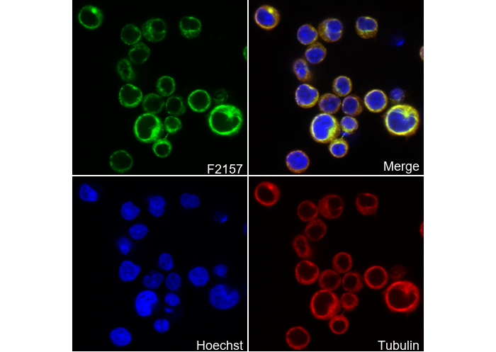 LOX Antibody