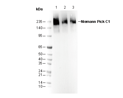 Niemann Pick C1 Antibody